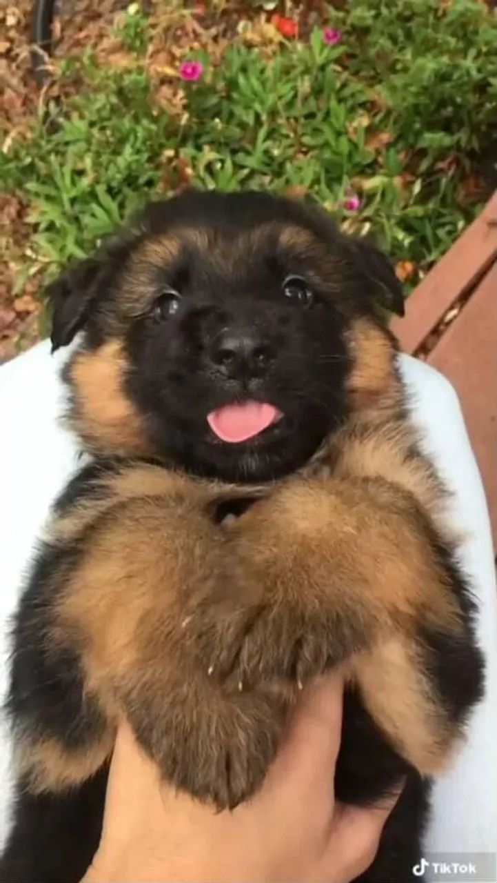 Filhote Rottweiler, Pequenos no tamanho, gigantes no amor e na alegria!