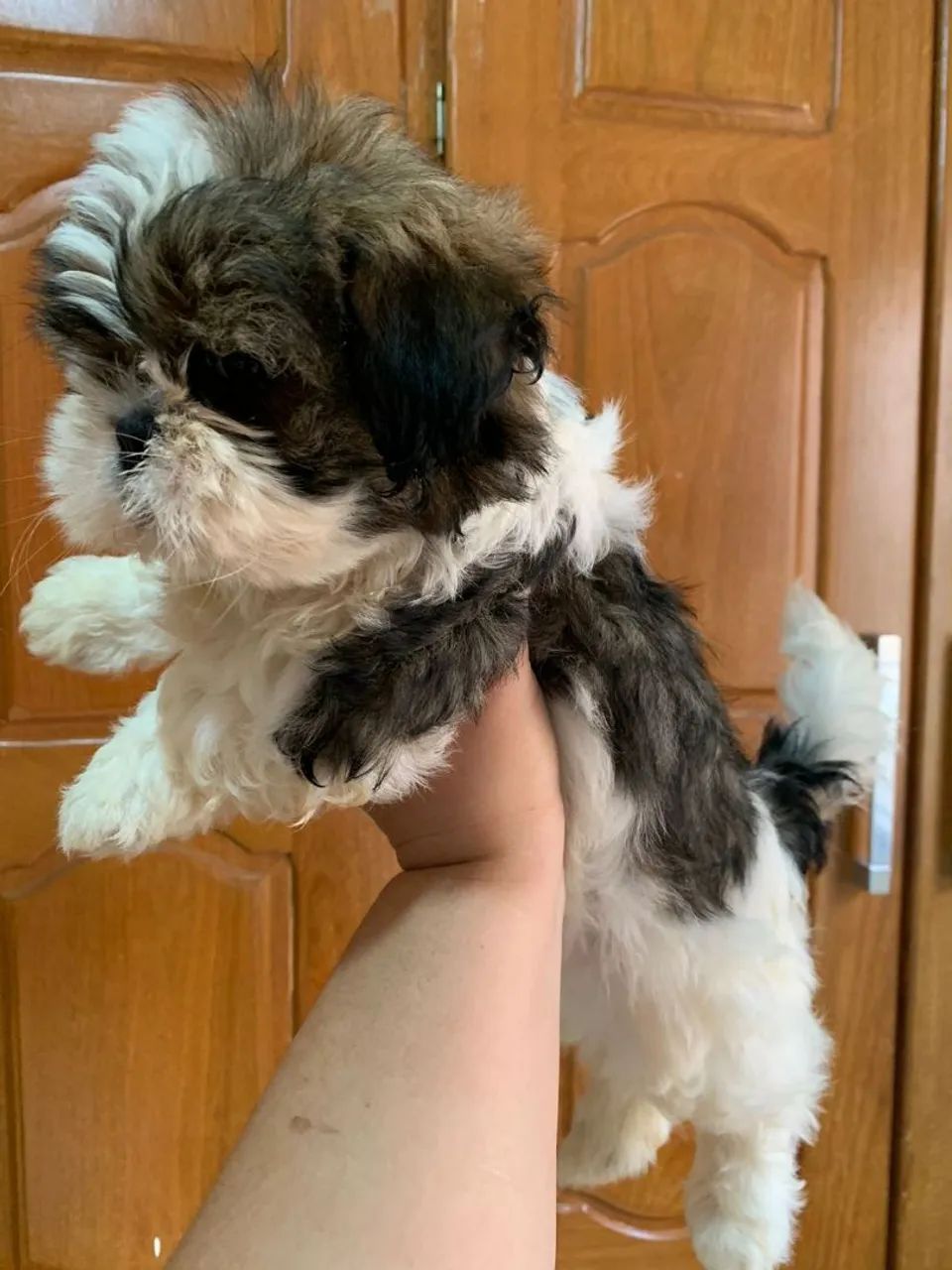 Filhote de Shih Tzu  - Foto 3