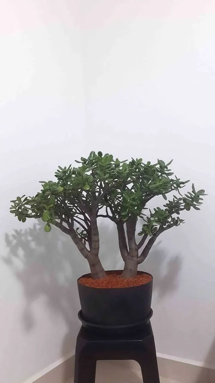 Planta conduzida no estilo Bonsai  Jade (Crassula Ovata) 