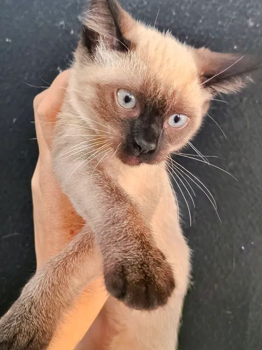 Gatinho Siamês disponível  - Foto 2