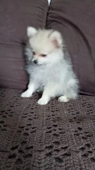 Lindo Spitz alemão macho cor palha  - Foto 2