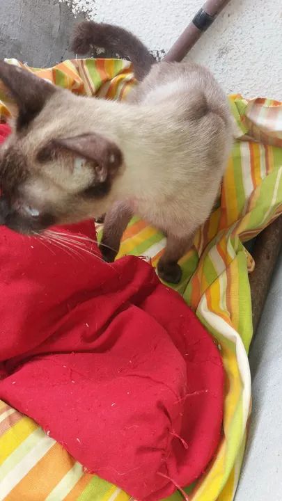 Gata Siamês disponível para adoção - Foto 2