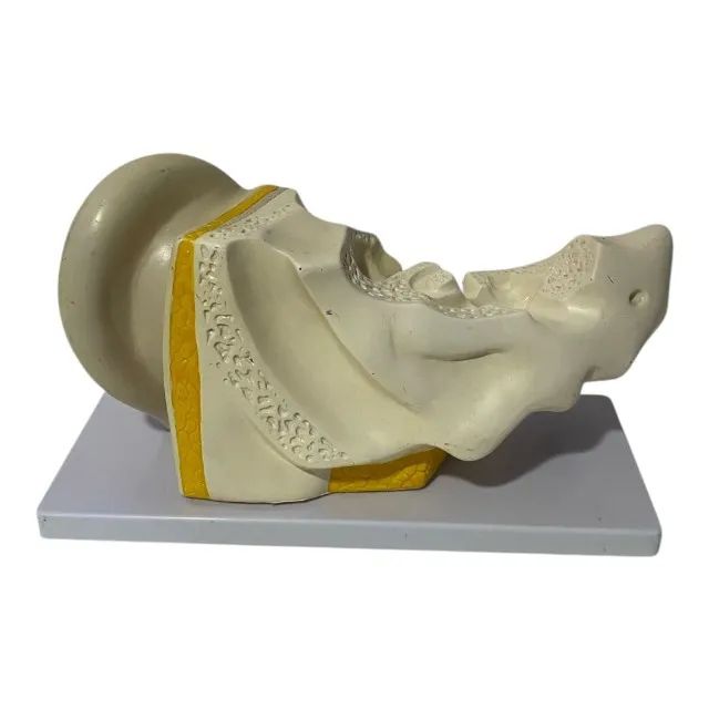 Anatomical Ear Model