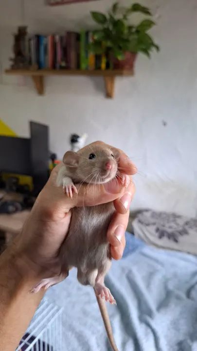 Ratos twisters pet - Foto 6