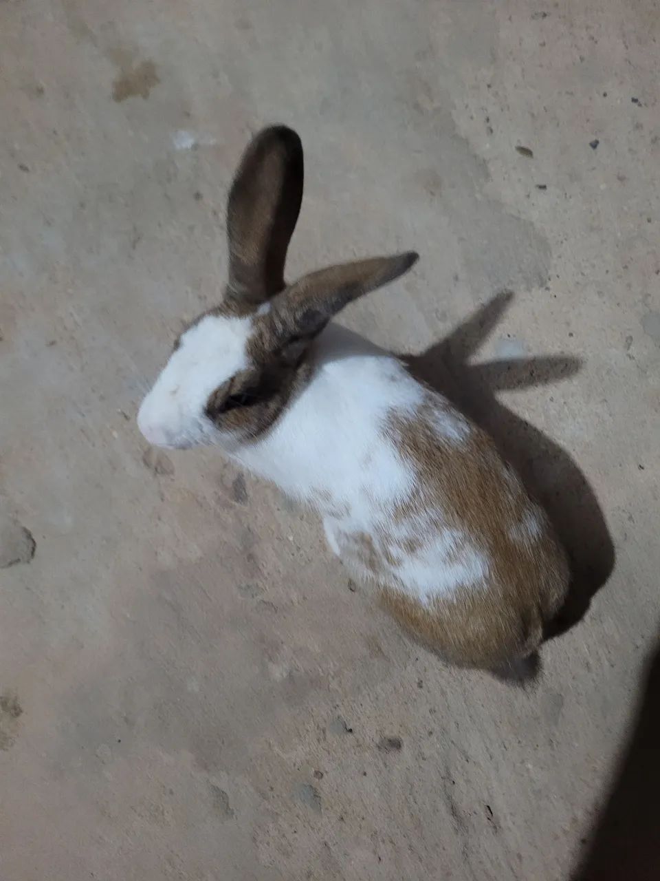 Coelho fêmea  - Foto 3
