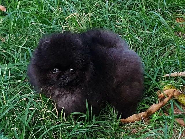 Spitz Alemão/Lulu da Pomerânia,machos castrados cor diversas!Filhotes c/excelente Pedigree - Foto 6