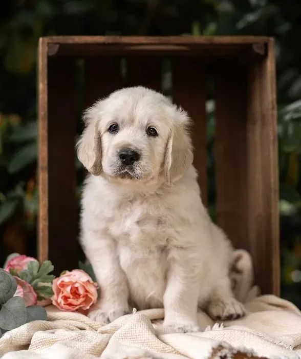Golden retriever Bolinhas de Energia e Amor! - Foto 3