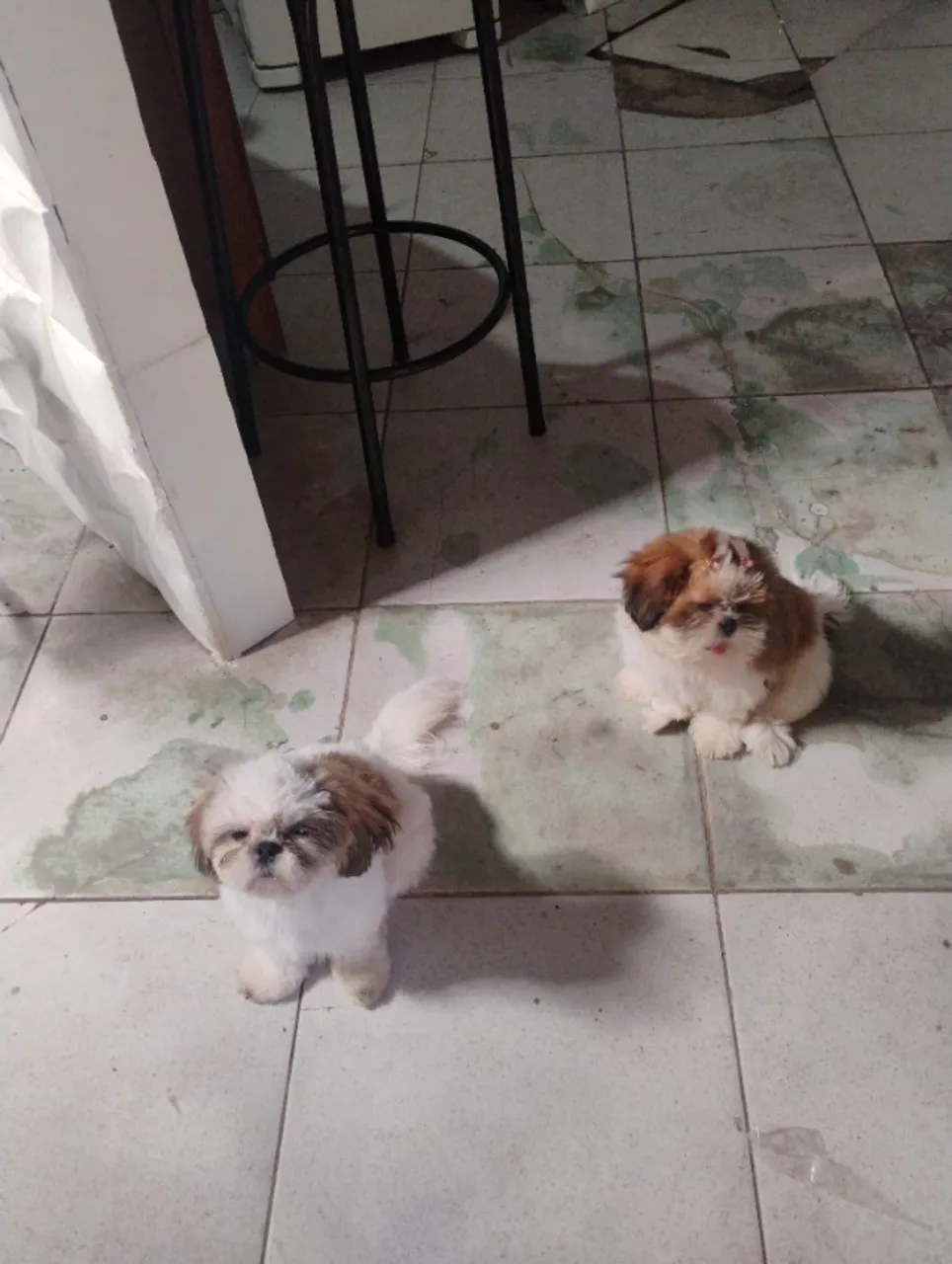 Vendo casal de Shitzu os dois por 2 mim motivo vou viajar