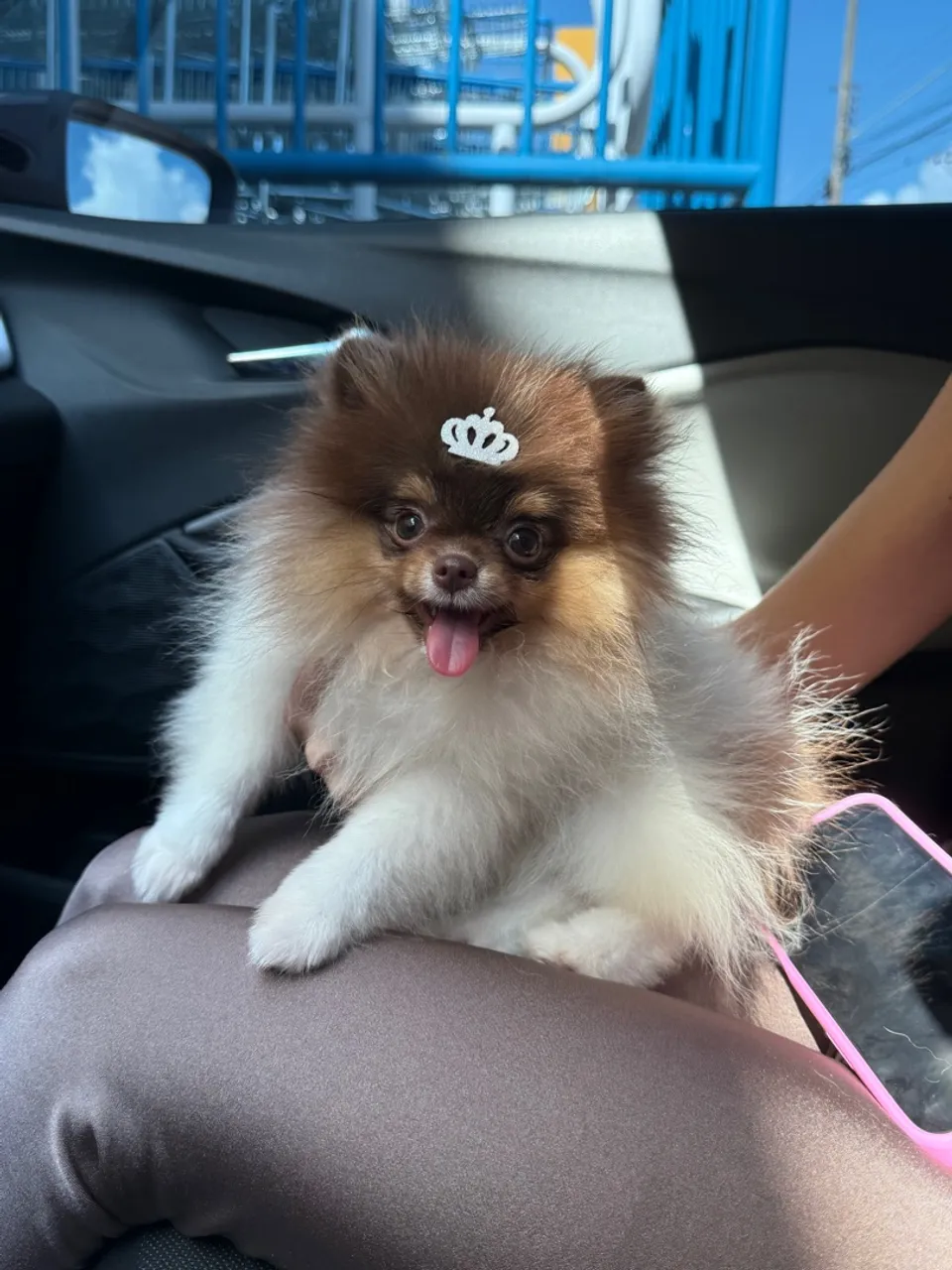 Filhotes de Lulu da Pomerania, puras e carinhosas!