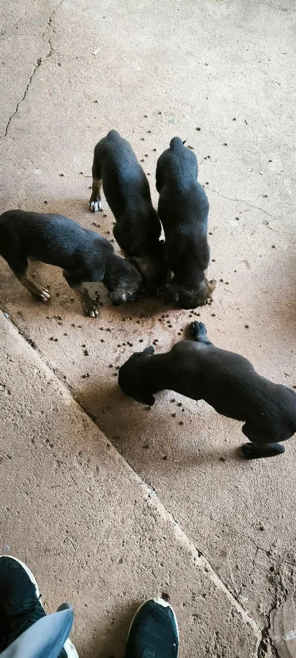 Filhotes de cães - Lindos e saudáveis!