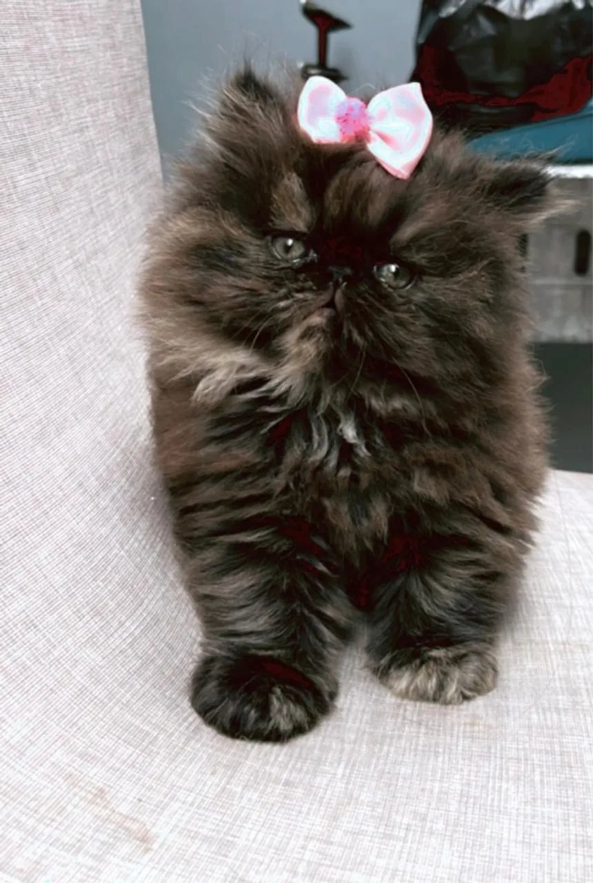 Gata persa