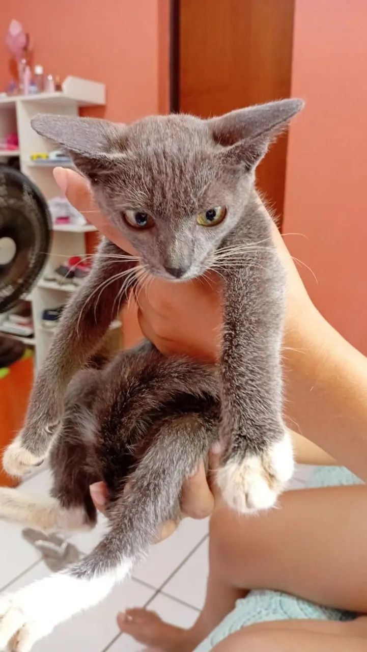 Gatinho cinza e branco disponível para adoção! - Foto 3