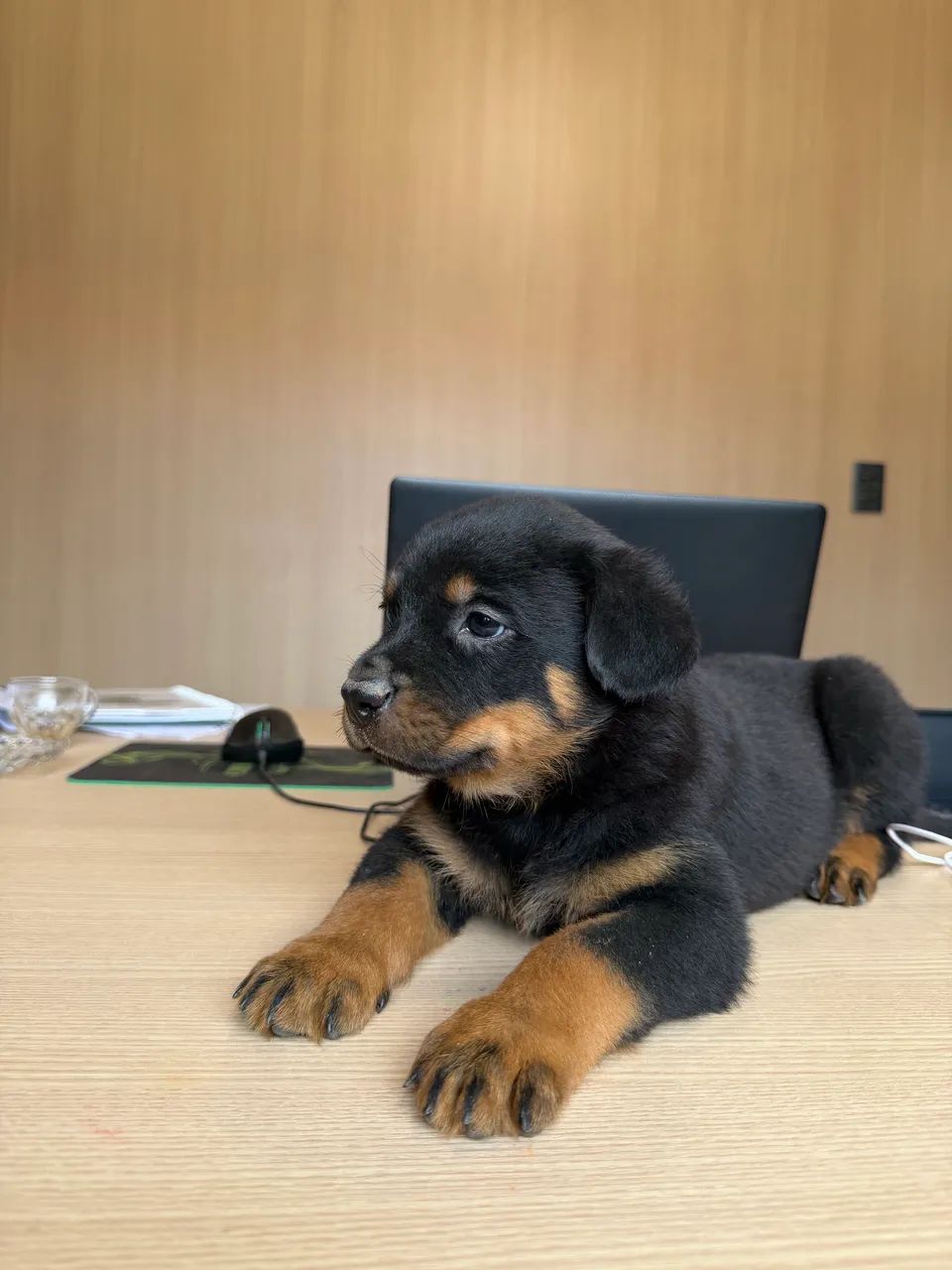 Filhotes de Rottweiler a pronta entrega - Foto 3