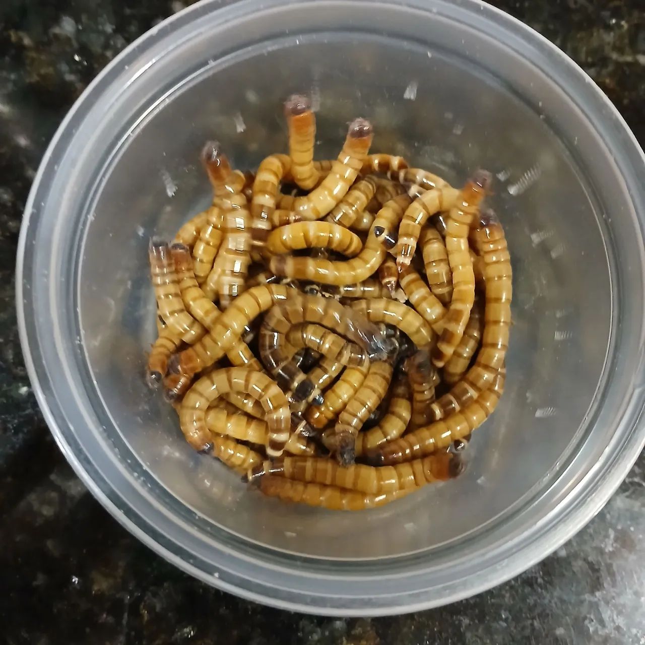 Tenébrio Gigante  - Foto 4