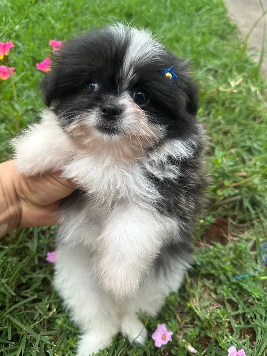 Belo Filhote de Shih Tzu com Spitz Alemão - Foto 4