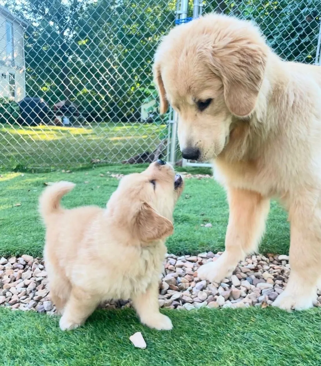 Golden Retriever - Amor e Companhia!