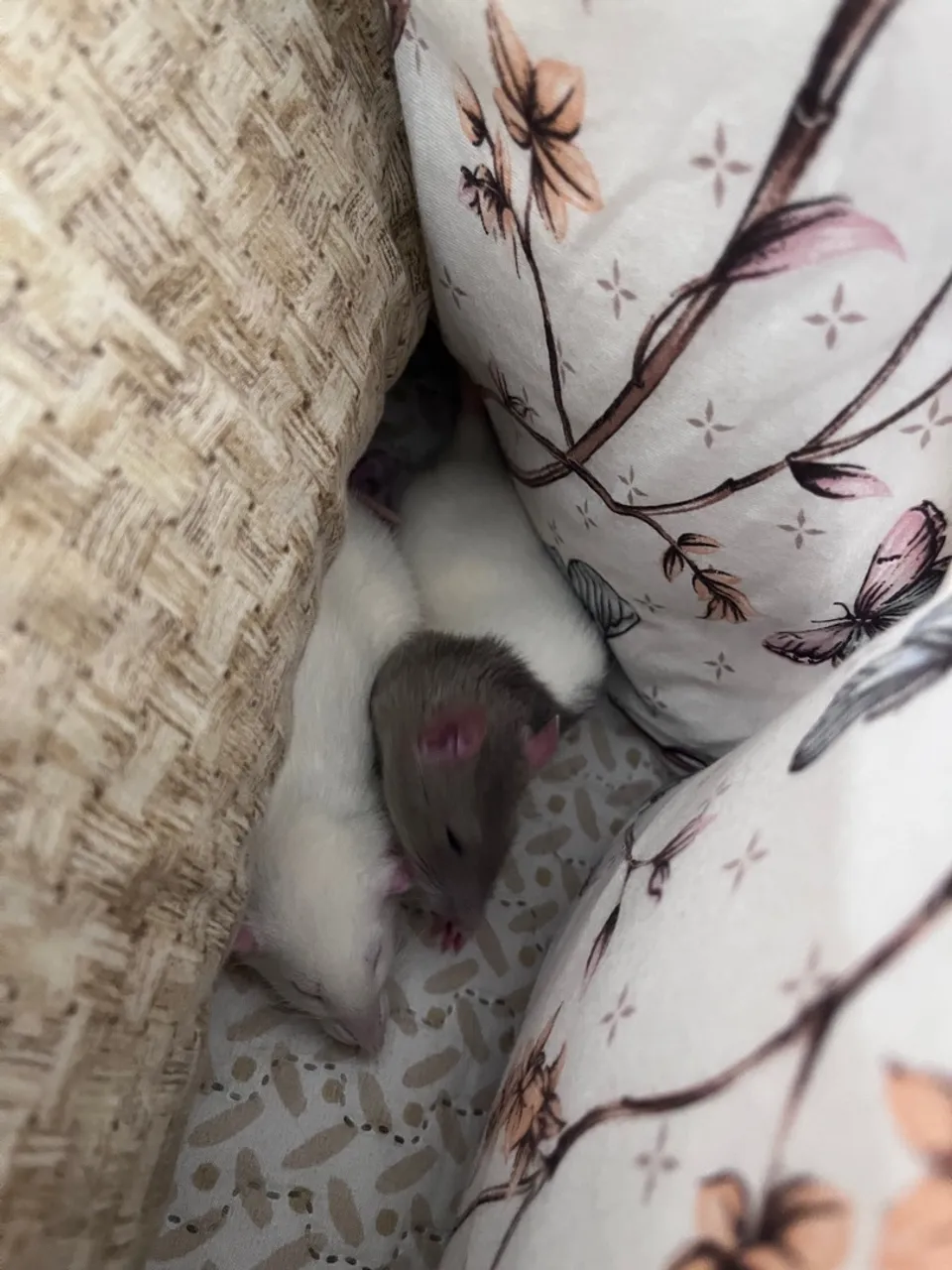 DOAÇÃO 2 ratas twister 