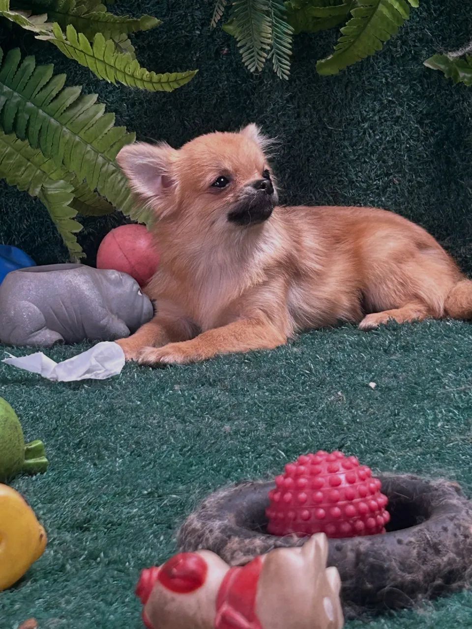 Chihuahua entrega imediata  - Foto 3