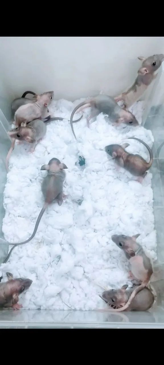 Twister Doblo Rex  - Foto 2