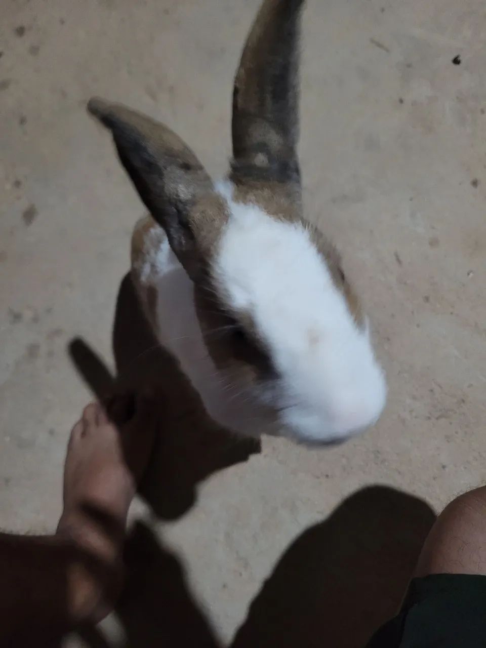 Coelho fêmea  - Foto 2