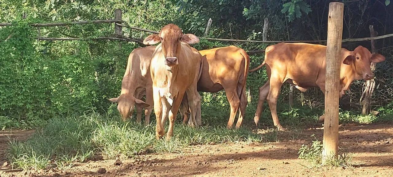 4 novilhas raça caracu - Foto 6