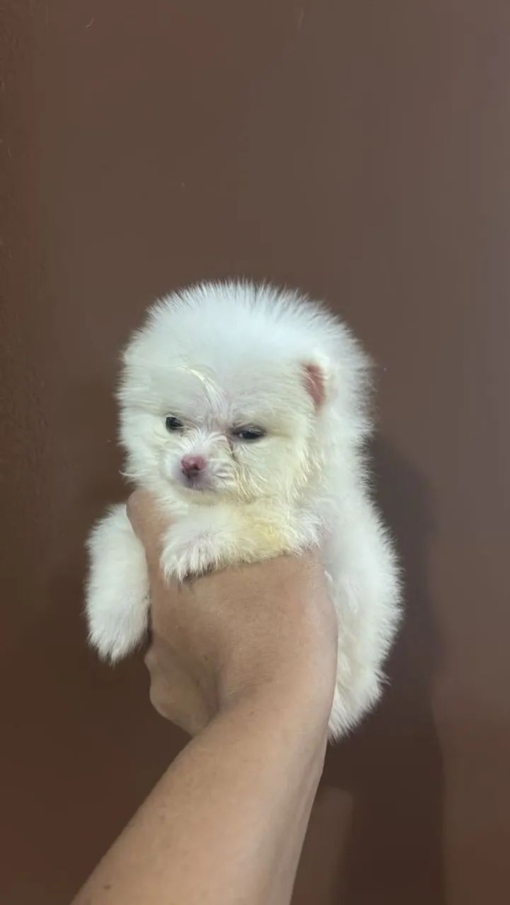 Spitz alemão anão  - Foto 2