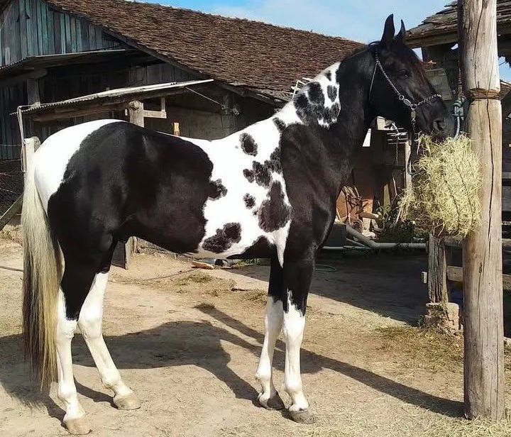 CAVALO MARCHADOR PAMPA DE PRETO HOMOZIGOTO  - Foto 4