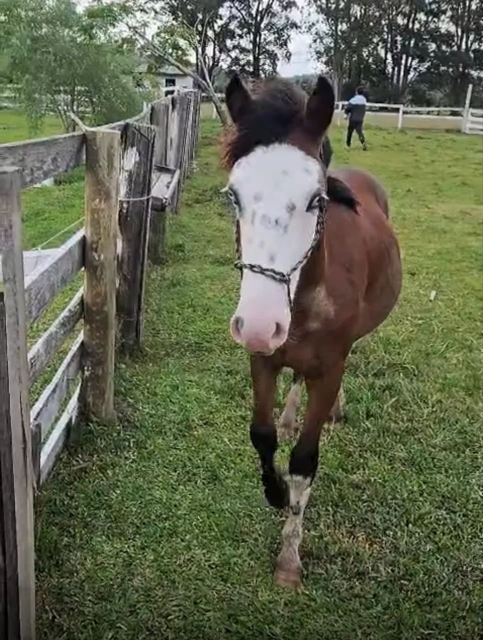 Venda de cavalo White 2 / Olhos salgo  - Foto 3