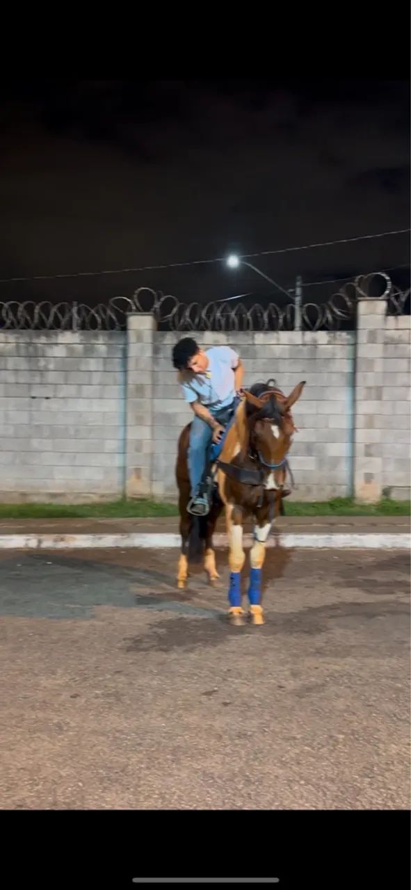 Cavalo para venda - Foto 2