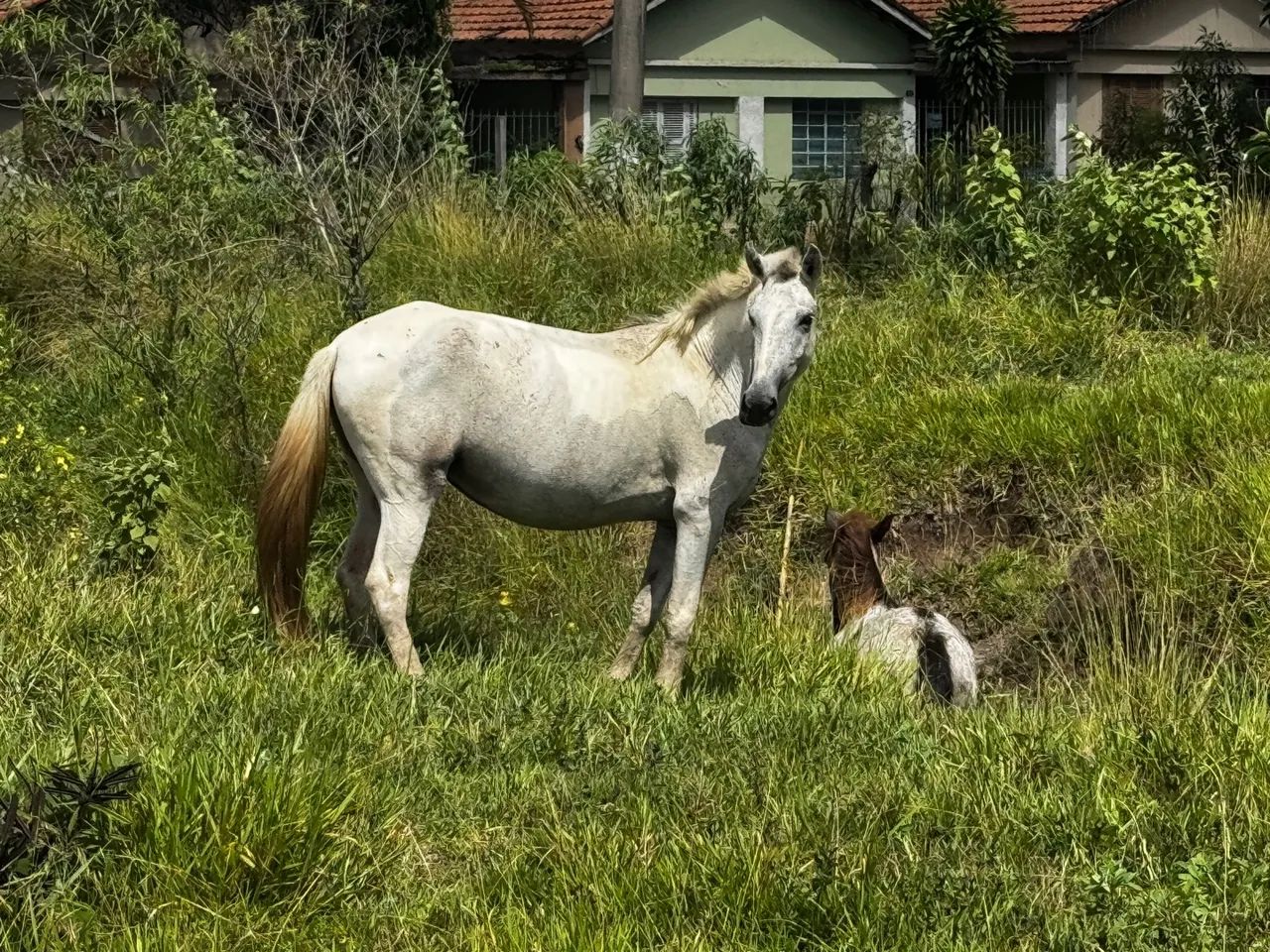 Egua Pampa D?água é Pônei marrom - Foto 5