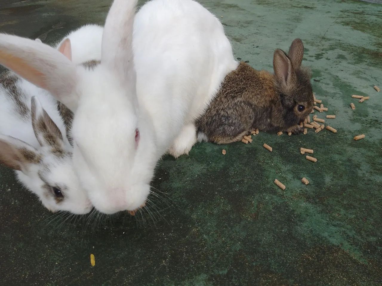 Temos coelhos fofinhos  - Foto 2