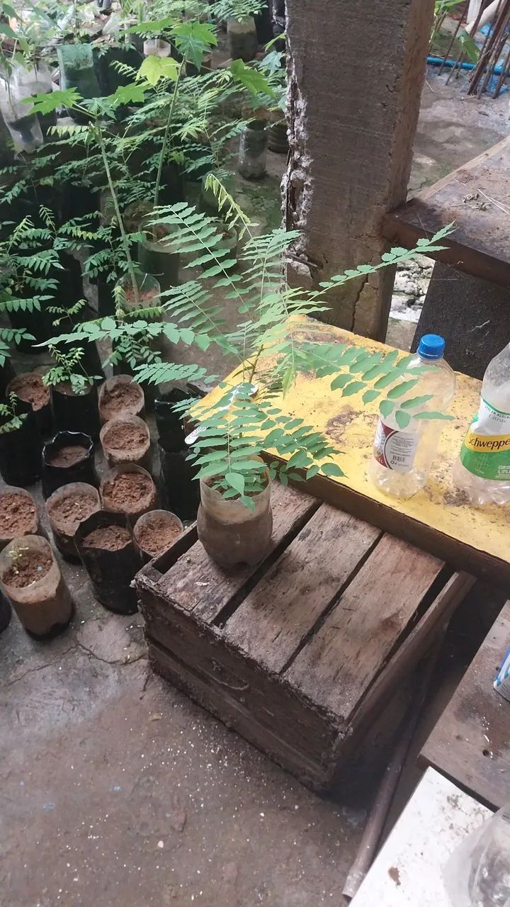 Mudas de biribiri  - Foto 4
