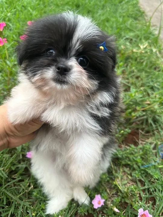 Belo Filhote de Shih Tzu com Spitz Alemão - Foto 3