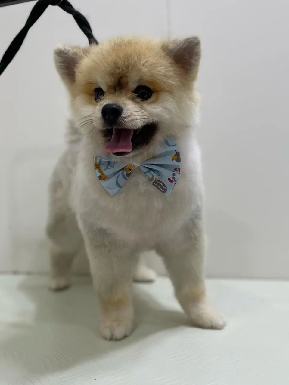 Filhote de Splitz (Lulu da Pomerania)  - Foto 4