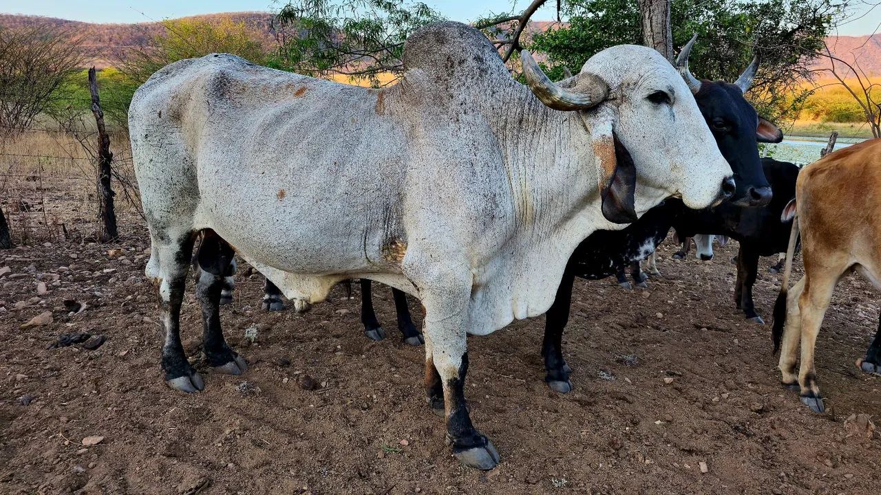 5 Garrotes e 1 touro GIR leiteiro  - Foto 6