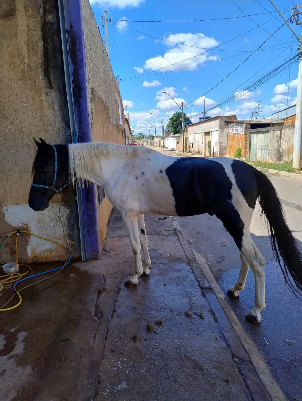 Cavalo Pampa