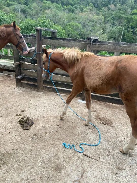 vendo potro macho  - Foto 3