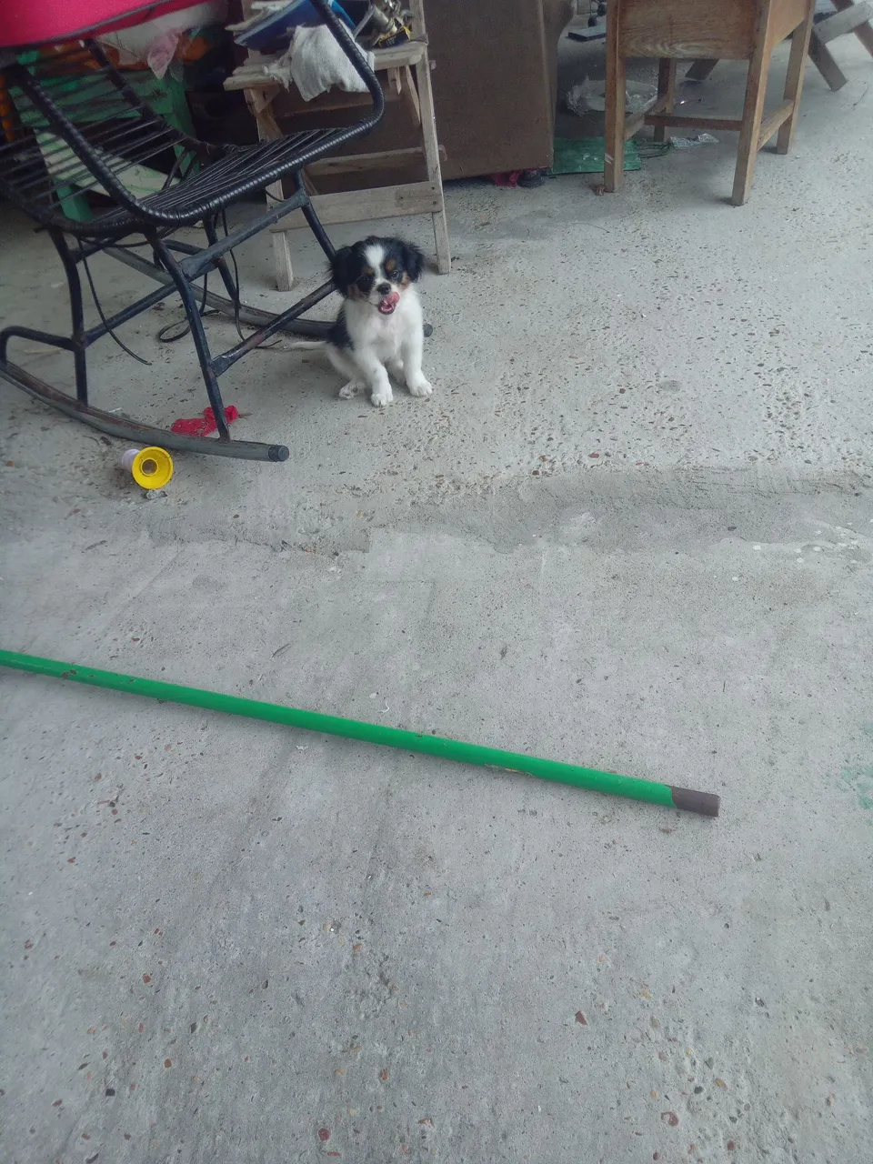 Filhote adorável de Shih Tzu puro
