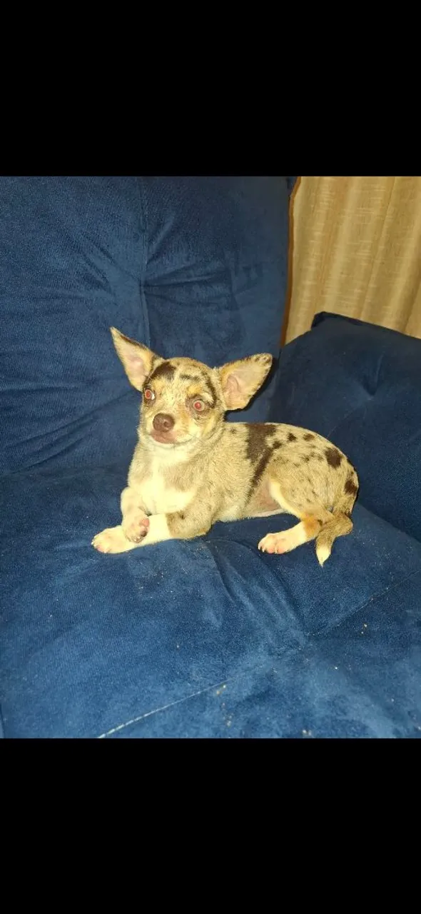 Chihuahuas apartir R$ 1300
