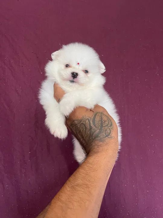 Lulu da pomerania fêmea branca  - Foto 3