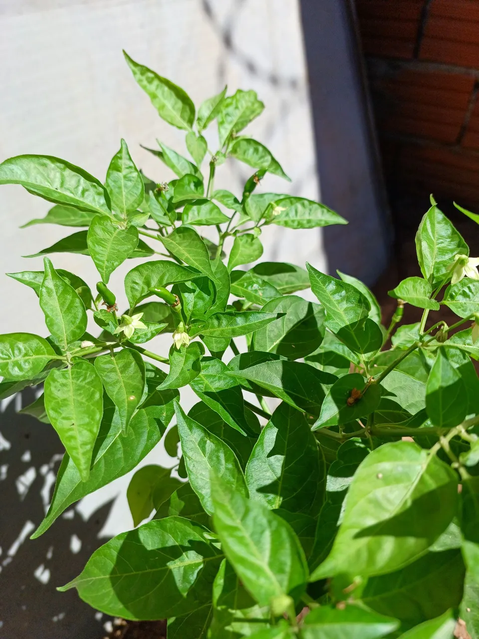 Muda de Pimenta malagueta com pimentas