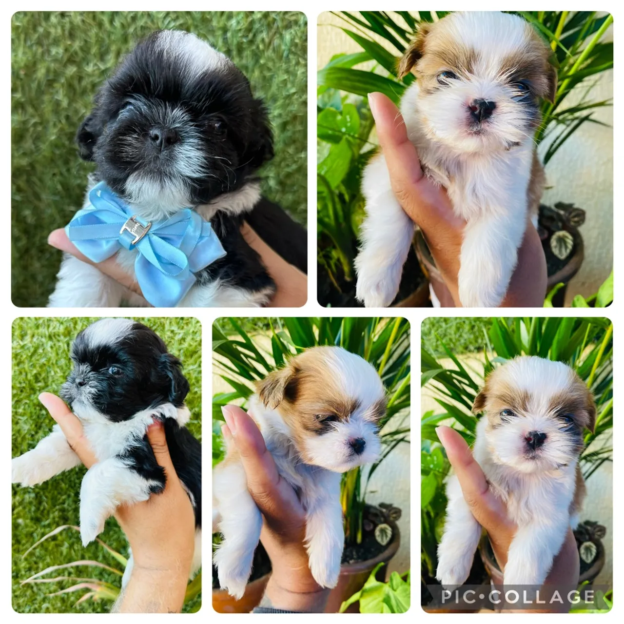Filhotes Shih Tzu puros e saudáveis - Dois machos - Pais no local.