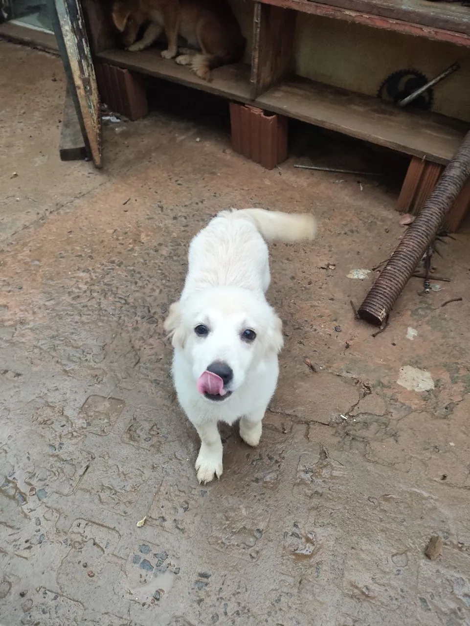 Cachorro Fox paulista com Shitzu para adoção