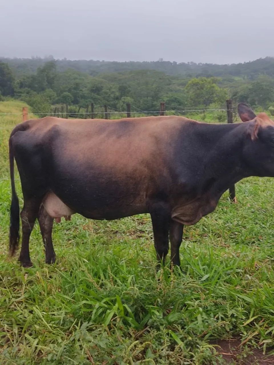 Vendo vaca e novilha Jersey de procedência leiteira.