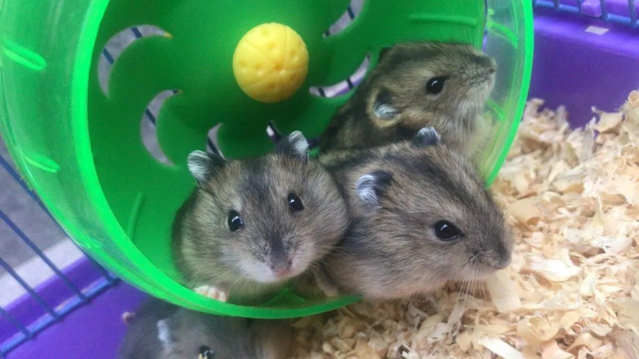 Vendo Hamster Anão Chinês  - Foto 3