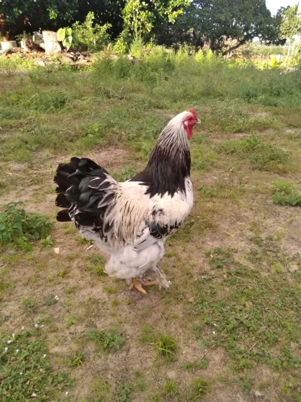 Vendo galo da raça Branhma + duas fêmeas da raça Tofis - Foto 2