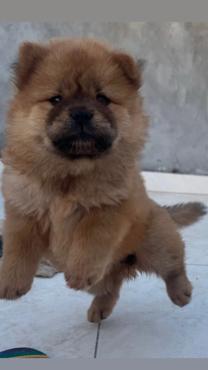 Fofos 