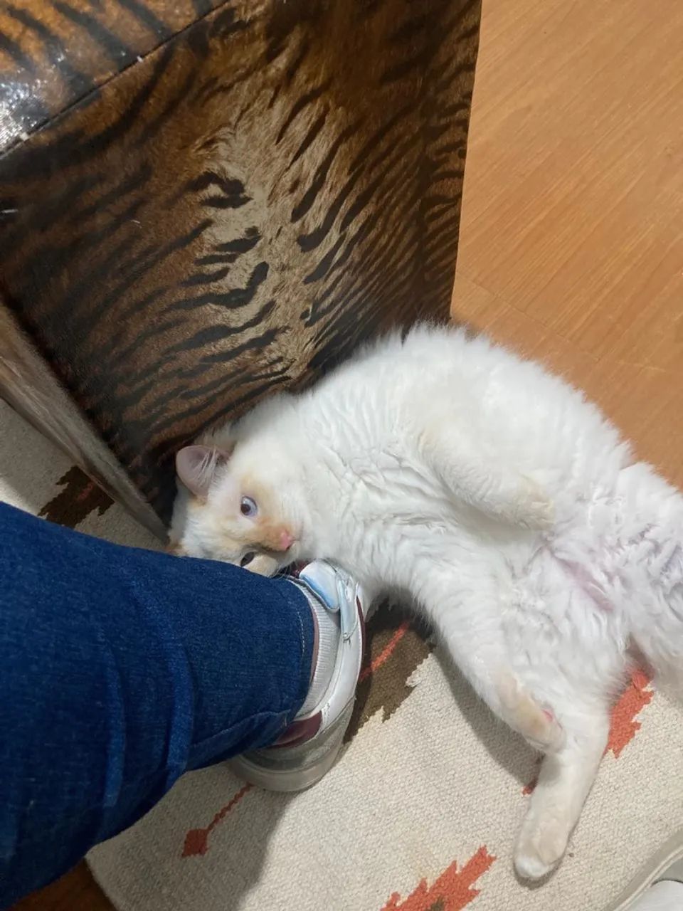 Doação de gato - Foto 2