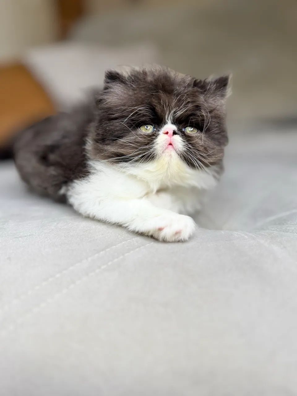 Gato persa - Foto 2