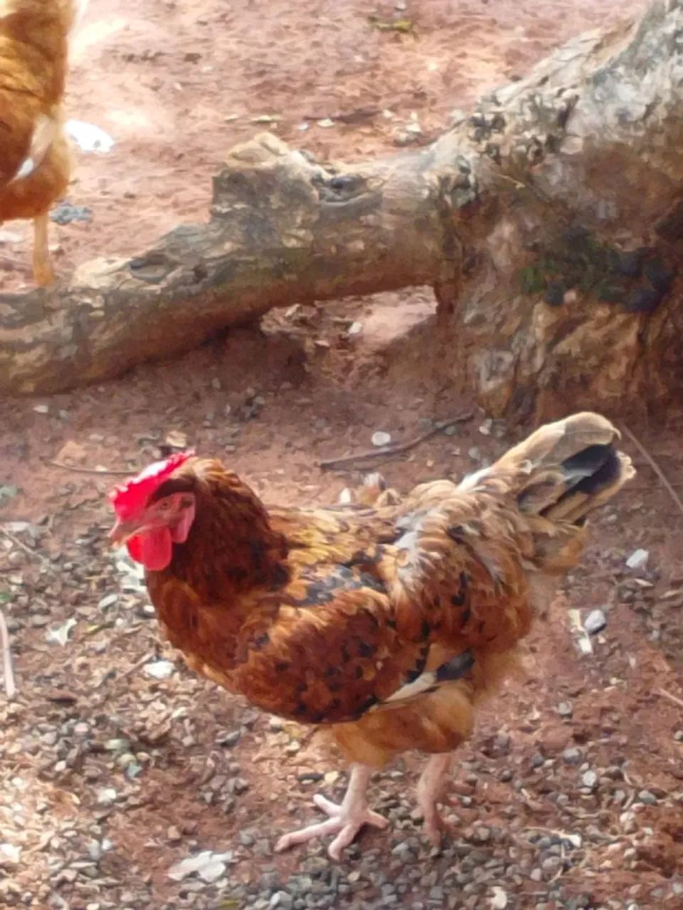 Galinha Embrapa 051